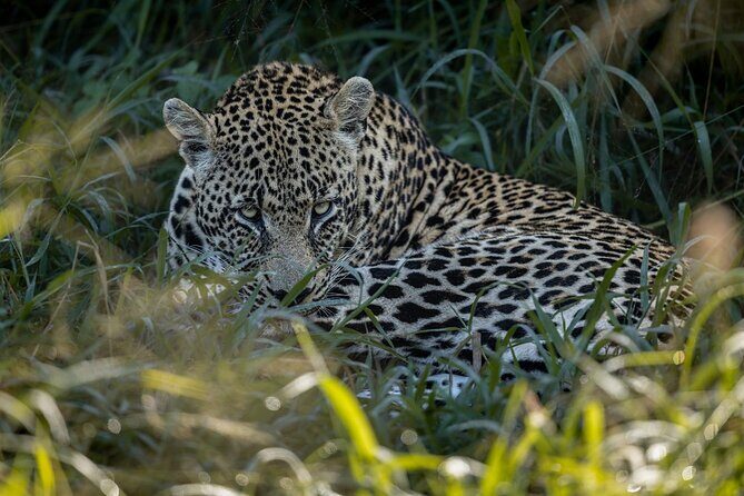 Sabie Game Reserve Sunset Safari Tour with Sundowners - Discovering the Sabi Sand Sunset Safari with Sundowners
