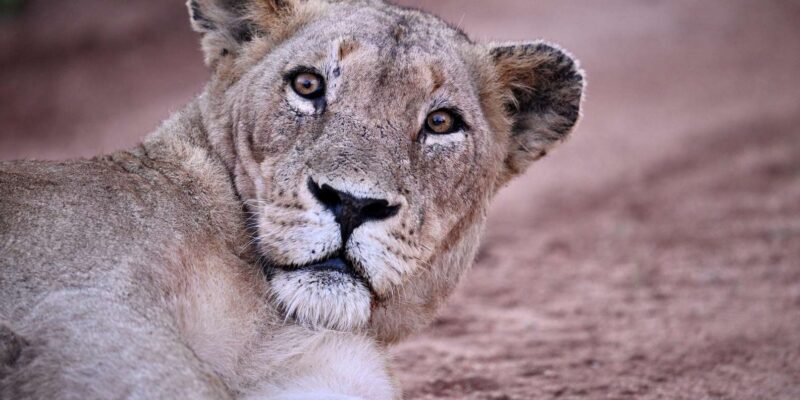Sabie Game Reserve: Sunset Safari with Sundowners - Pricing & Value Analysis
