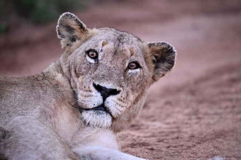 Sabie Game Reserve: Sunset Safari with Sundowners - FAQ
