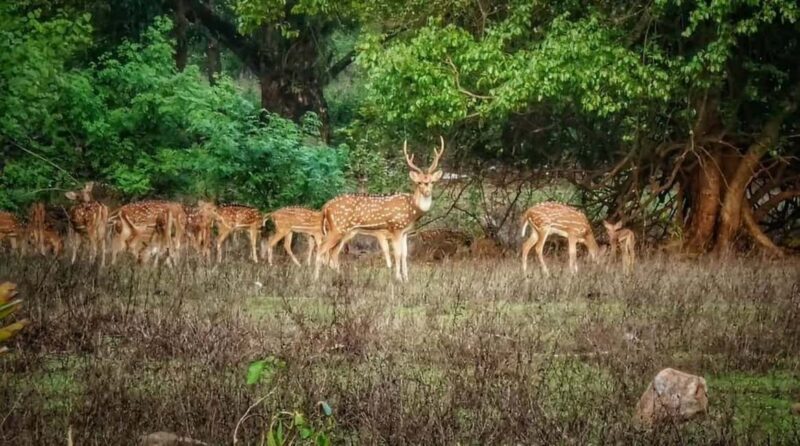 Sacred Caves & Green Escape: Kanheri Buddhist Caves & SGNP - Key Points