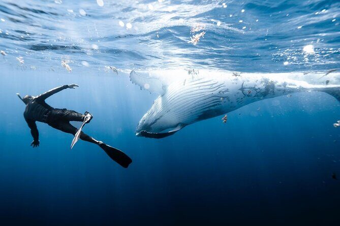 Sacred Experience Swimming with a Whale in Moorea - An In-Depth Look at the Moorea Whale Tour
