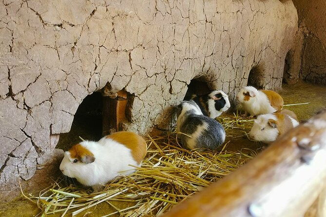 sacred-valley-of-the-inkas-with-maras-moray-1-day-tour-cusco