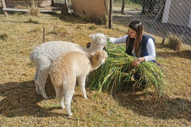 sacred-valley-to-chinchero-moray-salt-mines-and-ollantaytambo