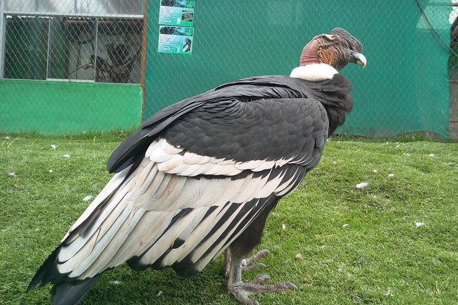 sacred-valley-tour-with-pisac-ruins-private-full-day
