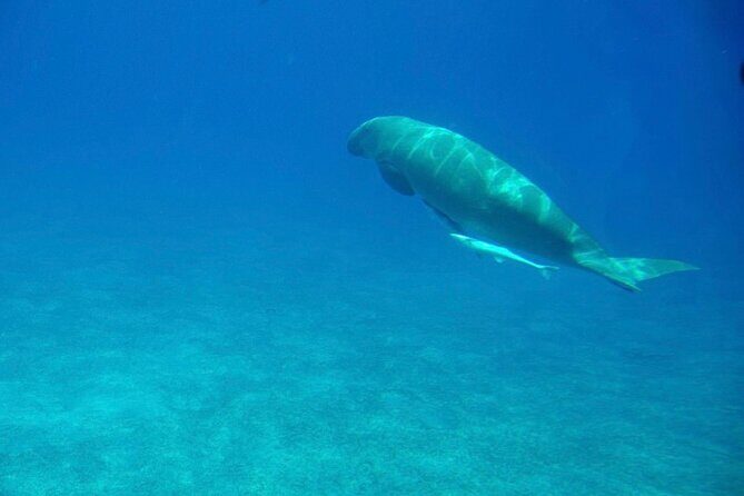 Safaga & Makadi Bay: Royal Seascope Submarine cruise with pickup - FAQ Section