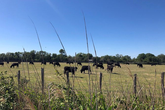 safari-4x4-camargue-2-hours-saintes-maries-de-la-mer-private-tour-2