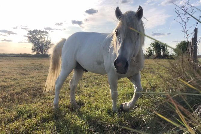 safari-4x4-camargue-2-hours-saintes-maries-de-la-mer-private-tour-2