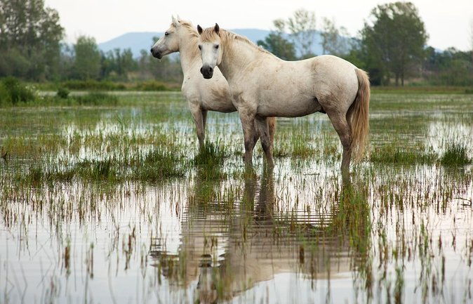 safari-4x4-camargue-2-hours-saintes-maries-de-la-mer-private-tour