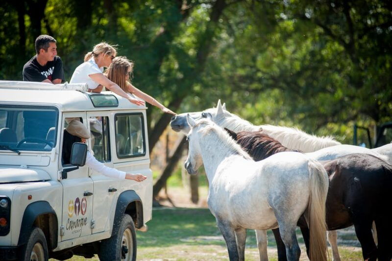 safari-4x4-in-camargue-vip-tour-3h30-grau-du-roi