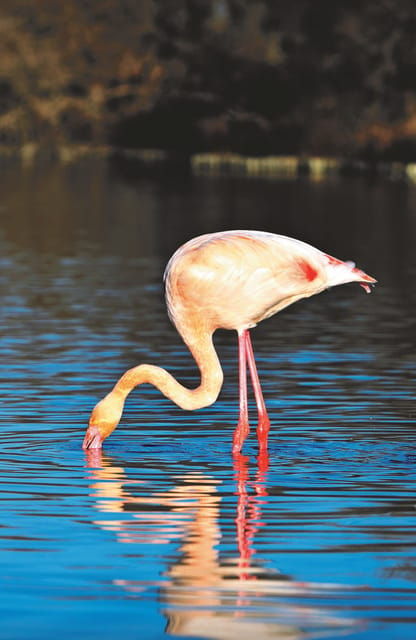 safari-4x4-in-camargue-vip-tour-3h30-grau-du-roi