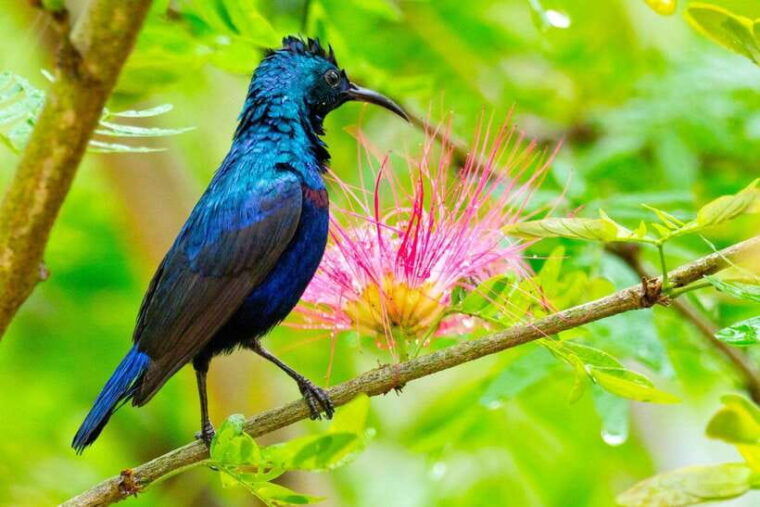 safari-adventure-in-bardia-3d-2n