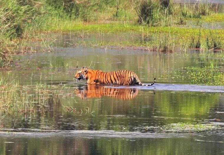 safari-adventure-in-bardia-3d-2n