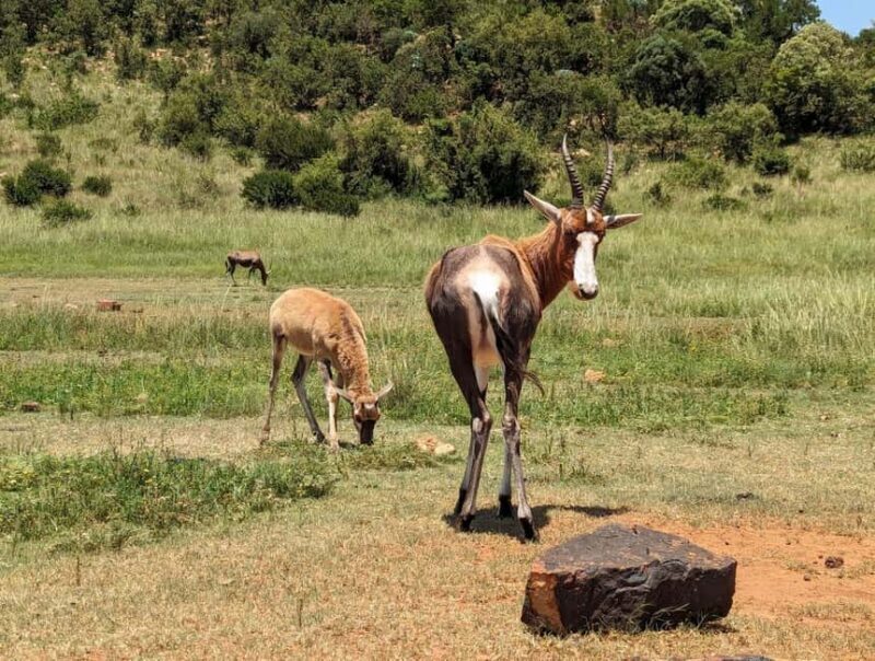 Safari and Lion Park / Cradle of Humankind Fosssil Caves - Key Points