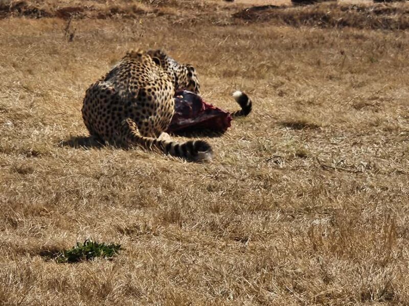 Safari and Lion Park / Cradle of Humankind Fosssil Caves - Practical Details and Tips for Your Trip