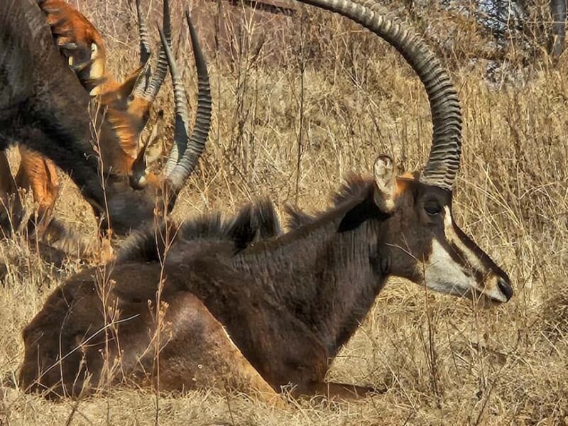 Safari and Lion Park / Cradle of Humankind Fosssil Caves - Who Will Love This Tour?