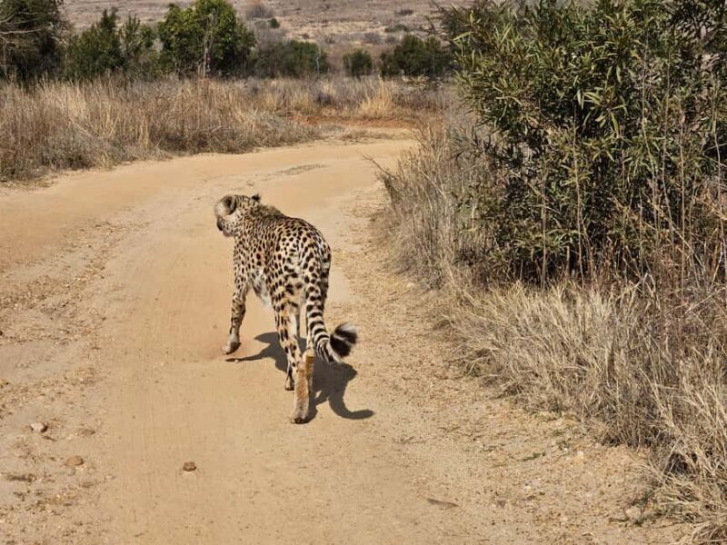 Safari and Lion Park / Cradle of Humankind Fosssil Caves - Final Thoughts