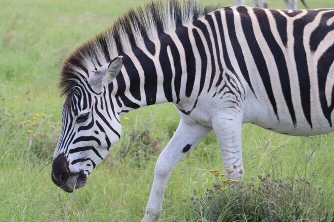 SAFARI Aquila Game Reserve - Round trip + Lunch incl. (Cape Town) - What to Expect from the Itinerary