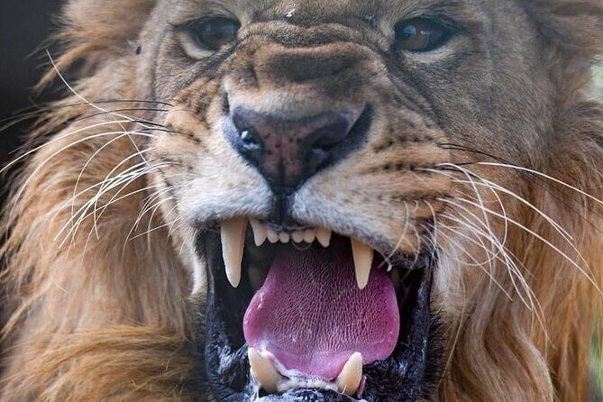SAFARI Aquila Game Reserve - Round trip + Lunch incl. (Cape Town) - Who Is This Tour Best Suited For?