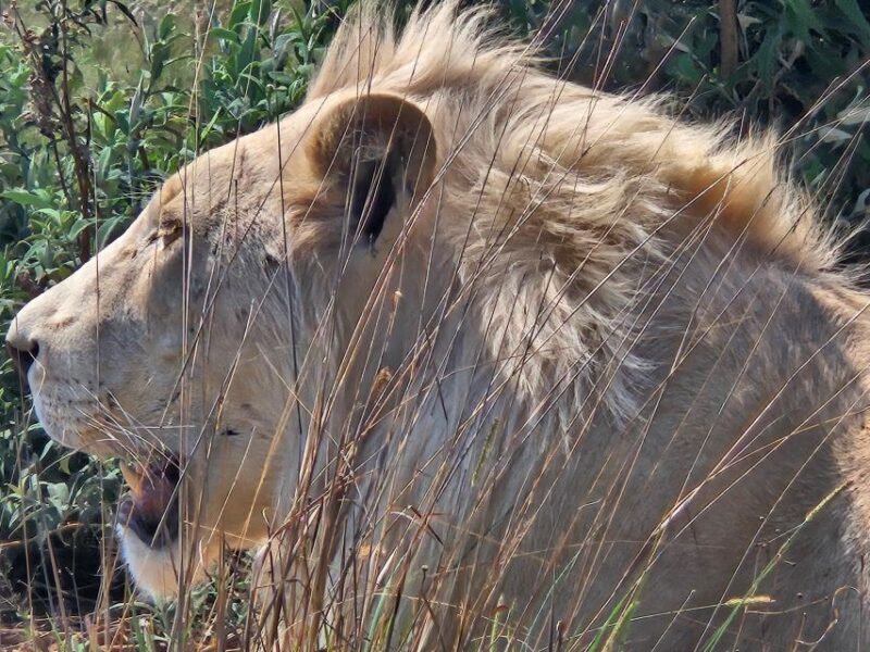 Safari at Lion and Rhino Park / Lesedi Culture Village - Key Points