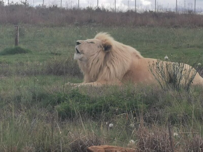 Safari at Lion and Rhino Park / Lesedi Culture Village - Exploring the Wildlife at Lion and Rhino Park