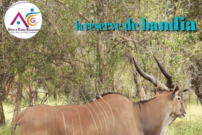 safari at the bandia reserve - Who Will Love This Experience?