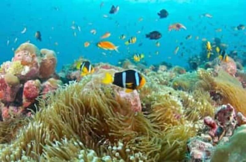 Safari blue : Day trip , snorkeling, white sand bank,seefood - FAQs