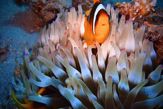Safari Blue Hall & Dahab Tour With Camel, Snorkelling From Sharm El Sheikh - FAQs