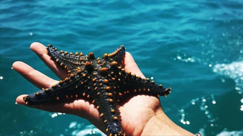 Safari Blue Zanzibar: Snorkeling Adventure with Lunch - Final Remarks