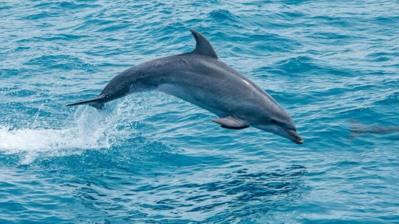 safari-boat-tour-mountains-dolphins