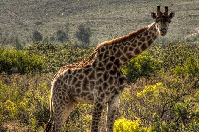Safari Cycle and !Khwa ttu San Heritage Experience - Final Thoughts: Is This Tour Worth It?