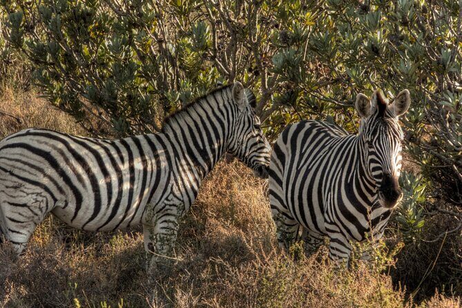 Safari Cycle and !Khwa ttu San Heritage Experience - FAQ
