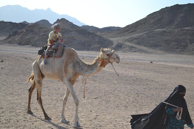 Safari Day By Jeep Amazing Sunset, Dinner, Camel Ride and Show - Marsa Alam - A Detailed Look at the Desert Safari Experience
