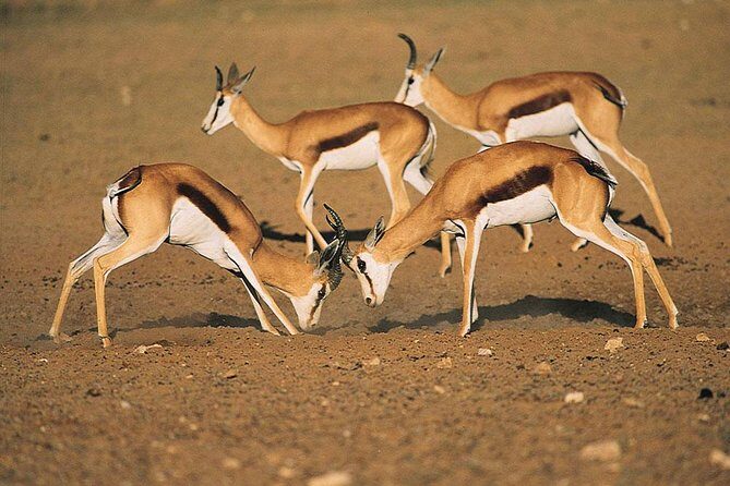 Safari Experience at Rhino & Lion Park - What Is the Rhino & Lion Park Safari All About?