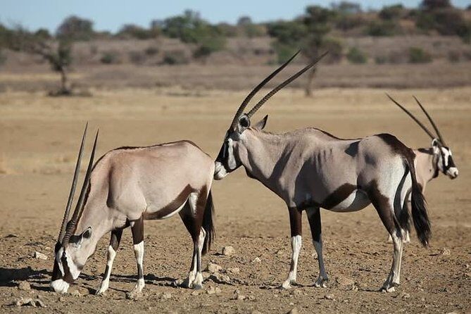 Safari Experience at Rhino & Lion Park - FAQ