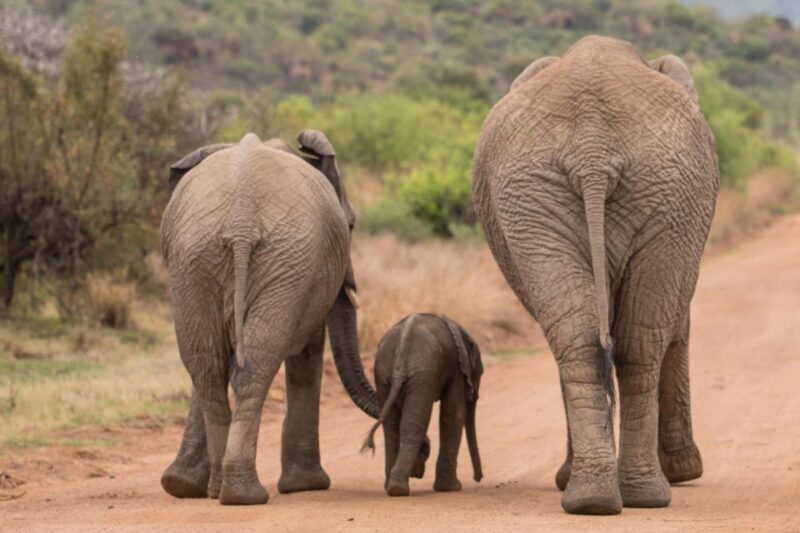 Safari Experience of Pilanesberg Nature Reserve - What to Expect from the Safari