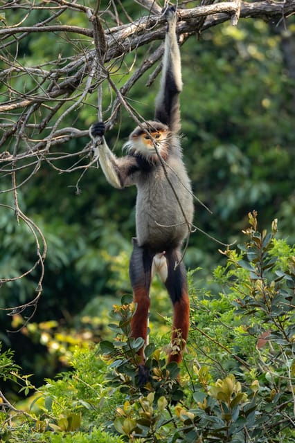 safari-finding-the-most-endangered-monkey-in-the-world