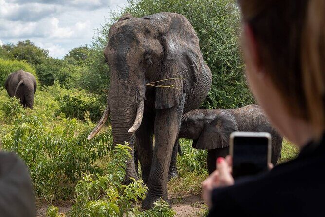 Safari Game Drive and Rhino Walk in Mosi-oa-Tunya National Park - Key Points