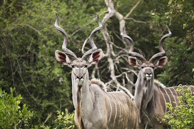 Safari Game Drive and Rhino Walk in Mosi-oa-Tunya National Park - FAQ