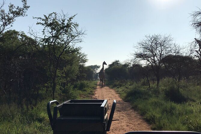 Safari Game Drive: Dinokeng Game Reserve - A Close Encounter with the Big Five