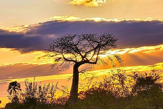 Safari Game Drive in the Savannah with Hotel pickup 3 times daily - Key Points