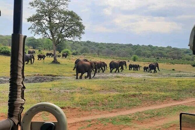 Safari Game Drive in Zambezi National Park - Pricing and Value