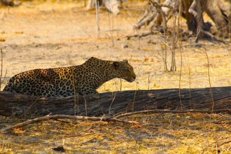 Safari Game Drive in Zambezi national park - Introduction