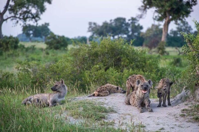 Safari Game Drive in Zambezi national park - Key Points