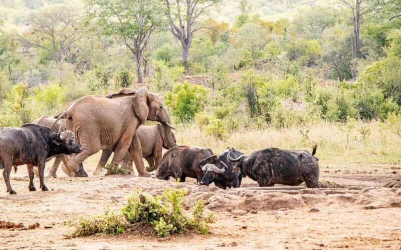 Safari Game Drive in Zambezi national park - The Value of This Safari Experience