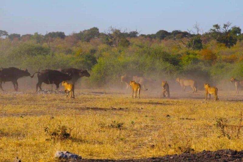Safari Game Drive in Zambezi national park - Who Should Consider This Tour?