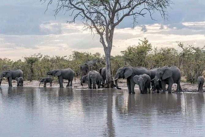 Safari Game Drive in Zambezi National Park - Is This Tour Worth It?