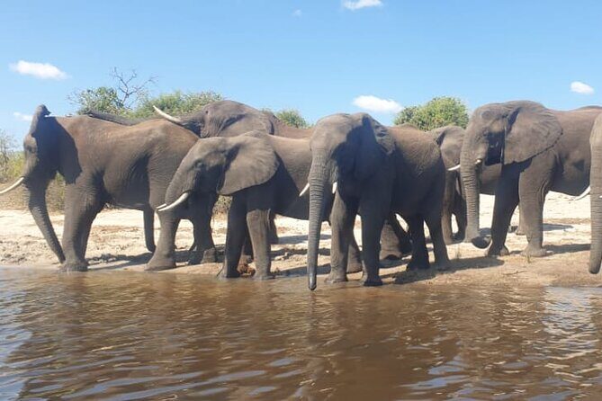 Safari Game Drive in Zambezi National Park - The Sum Up