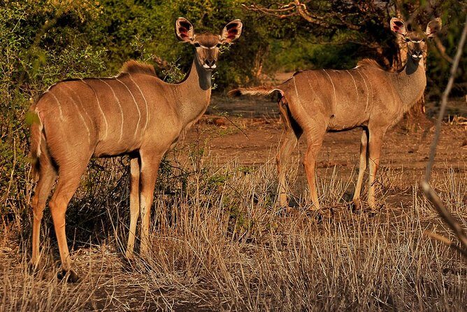 Safari Game Drive & Rhino Walks In The Mosi-oa-Tunya National Park - Practical Tips for Making the Most of This Tour