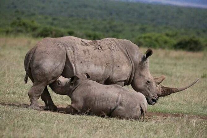 Safari Game Drive & Rhino Walks In The Mosi-oa-Tunya National Park - FAQ