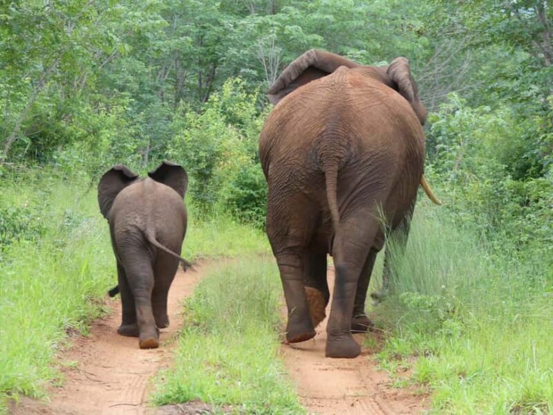 Safari Game Drive - Key Points